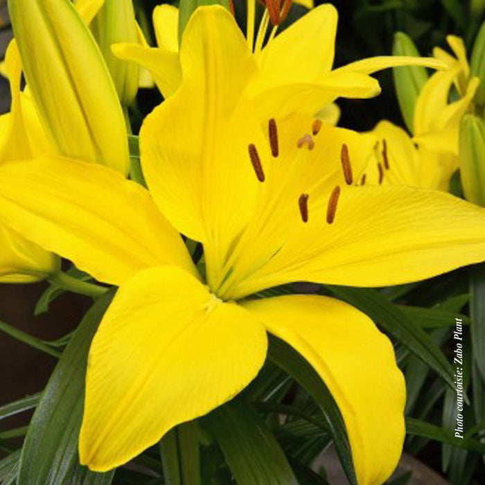 Lilium Lily Looks™ 'Tiny Ranger'