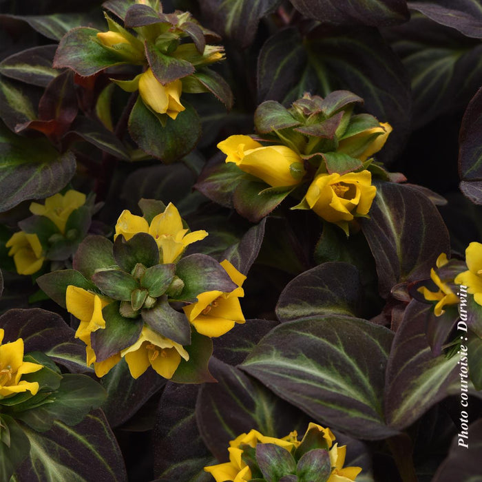 Lysimachia alfredii 'Night Light'