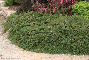 Cotoneaster 'Little Dipper®'