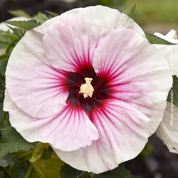 Hibiscus 'Angel Eyes'