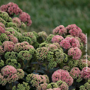 Sedum Rock'N Grow® 'Coraljade'