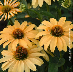 Echinacea Color Coded® 'One in a Melon'