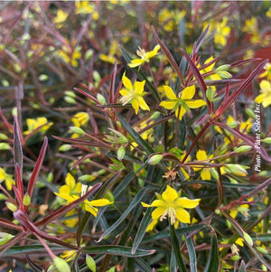 Lysimachia lanceolata 'Burgundy Mist'