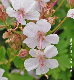 Geranium 'Biokovo'