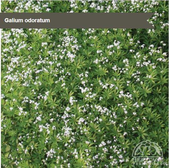 Galium odoratum | Beyond the House