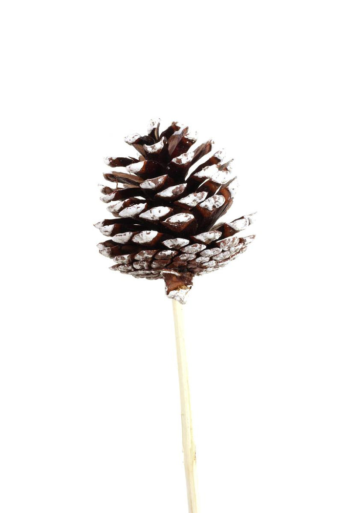 Pinecone - Small White Tip