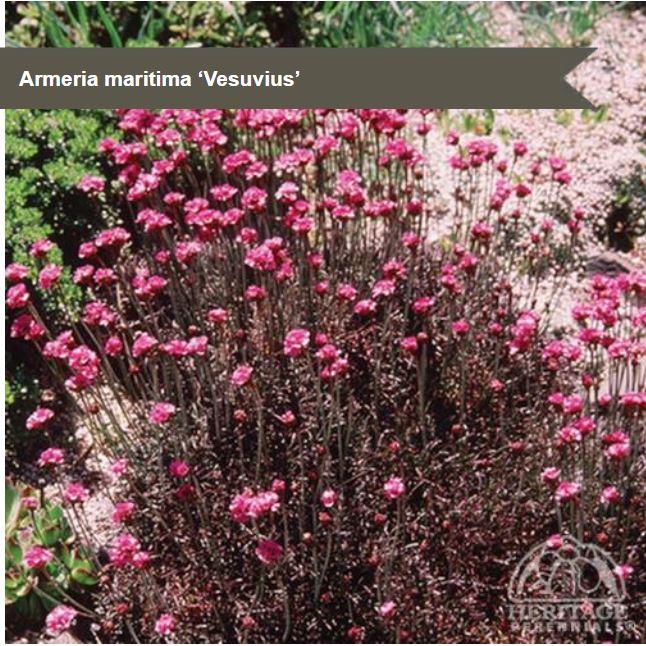 Armeria 'Vesuvius'