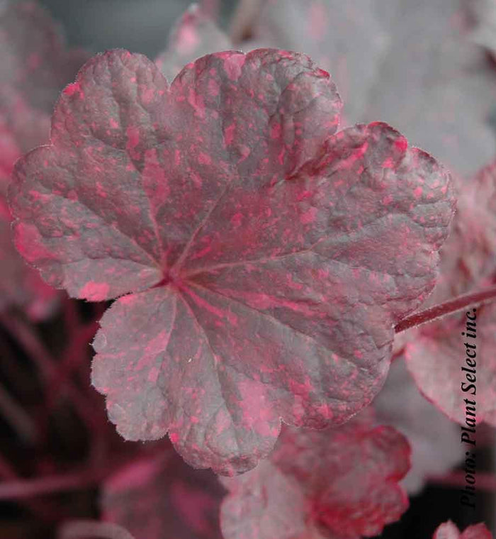 Heuchera 'Midnight Rose'