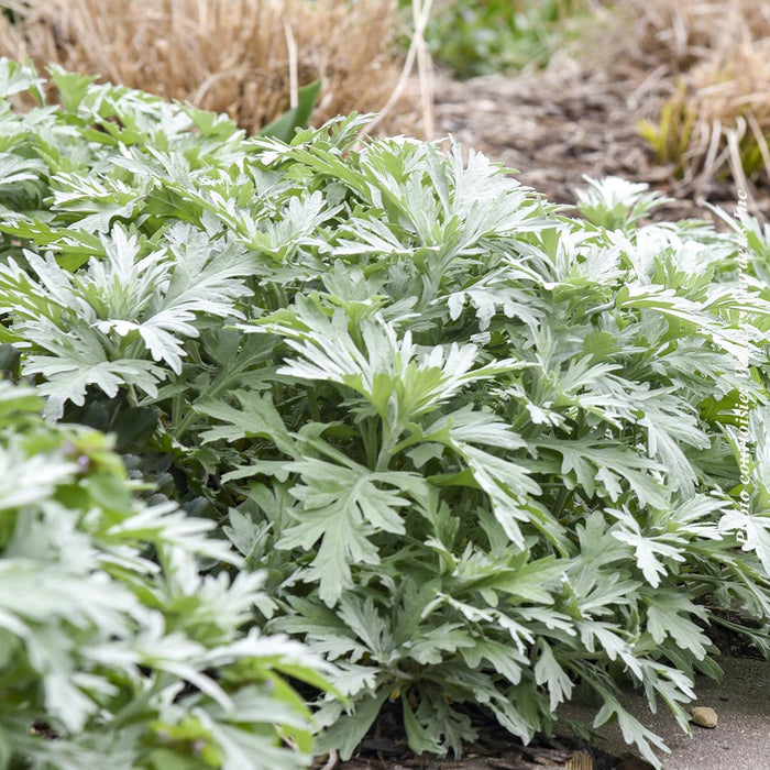 Artemisia 'Silver Lining'