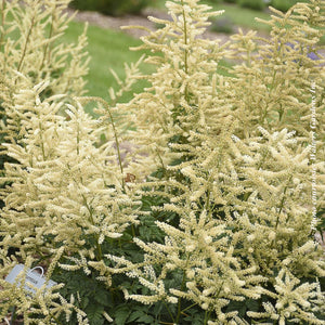 Aruncus 'Goatee'