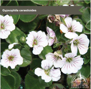 Gypsophila cerastioides