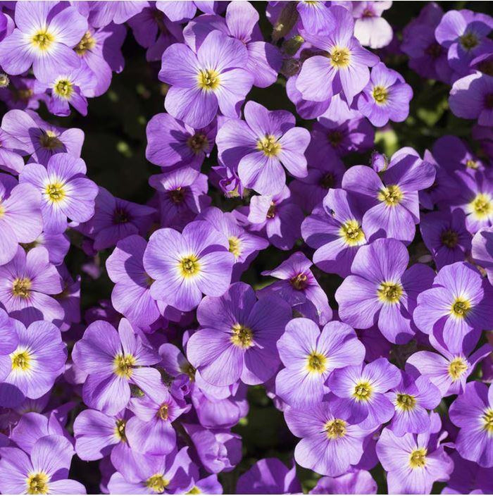 Aubrieta 'Axcent Light Blue'