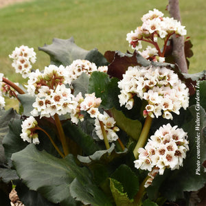 Bergenia 'Happily Ever After'