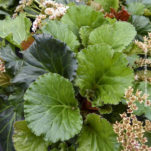 Bergenia 'Ripple Effect'