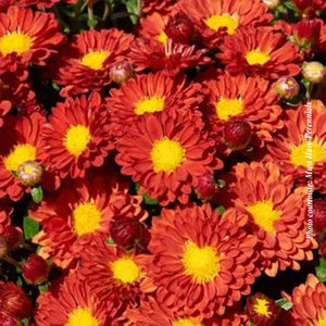 Chrysanthemum 'Firedance Igloo'