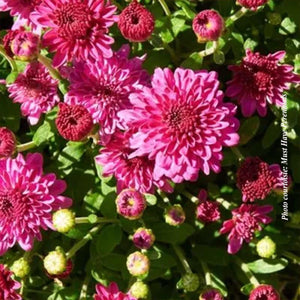 Chrysanthemum 'Ice Pink Igloo'