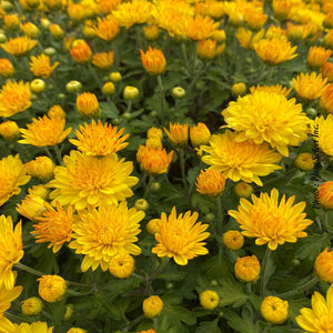 Chrysanthemum 'Sunny Igloo'