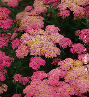 Achillea 'Sassy Summer Taffy'