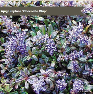Ajuga 'Chocolate Chip'
