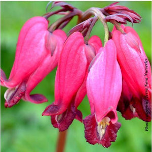 Dicentra 'Amore Rose'