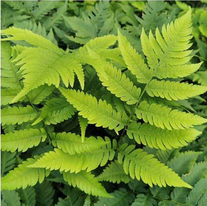 Dryopteris goldieana