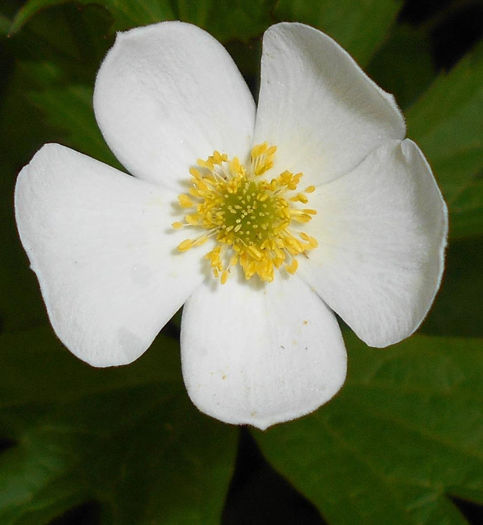 Anemone canadensis