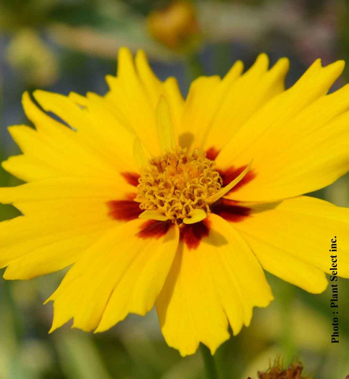 Coreopsis 'Tequila Sunrise'