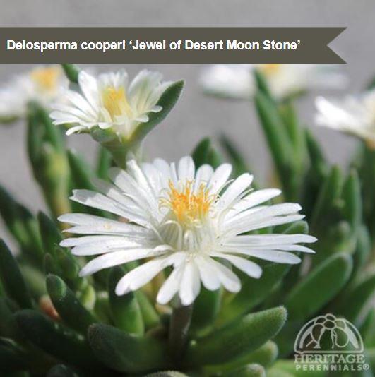 Delosperma 'Jewel of Desert Moon Stone'