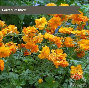 Geum 'Fire Storm'