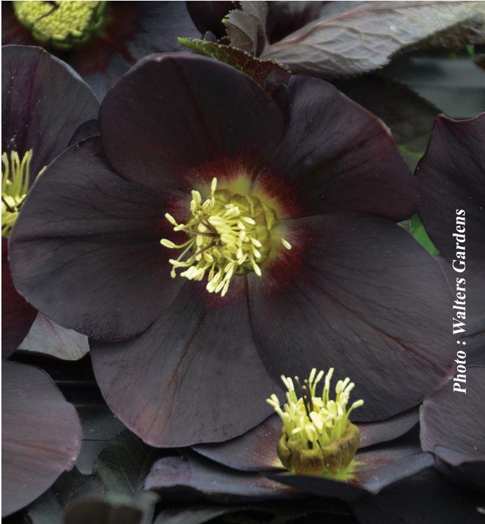 Helleborus 'New York Night'