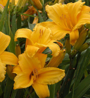 Hemerocallis 'Andre Jasmin'