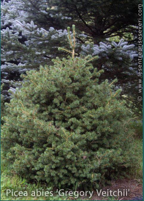 Picea abies 'Gregory Veitchii'