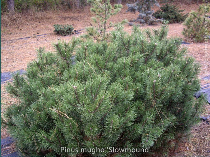 Pinus mugo 'Slowmound'