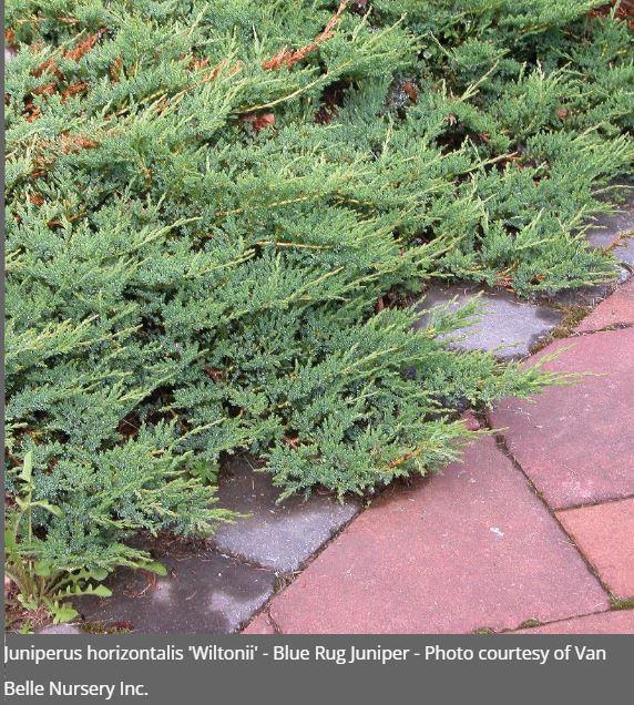 Juniperus horizontalis 'Blue Rug'