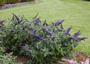 Buddleia Pugster Blue®