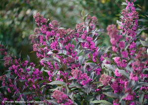 Callicarpa Pearl Glam®
