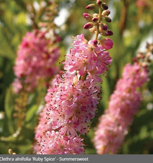 Clethra 'Ruby Spice'