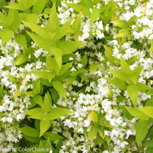 Deutzia gracilis Chardonnay Pearls®