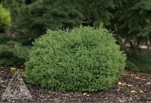 Chamaecyparis 'Heatherbun'