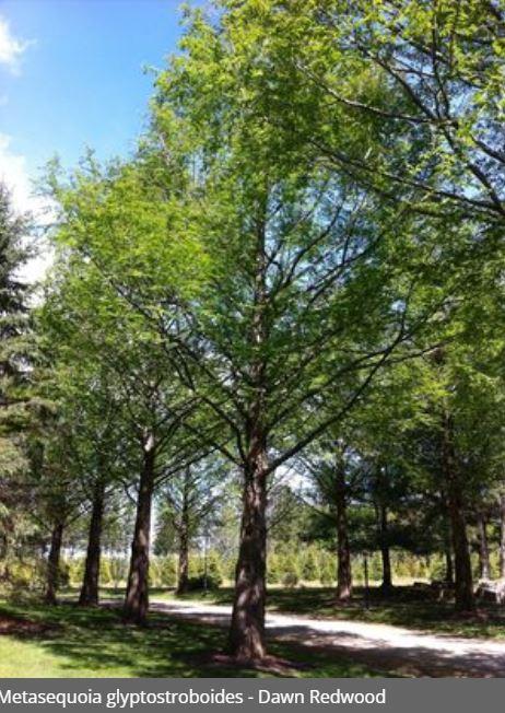 Metasequoia glyptostroboides