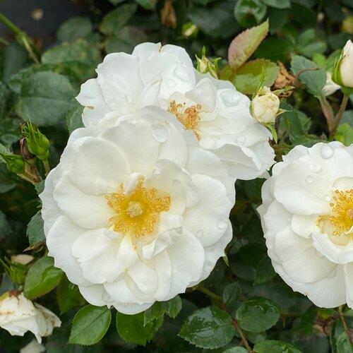 Rosa x 'Oso Easy Ice Bay®'