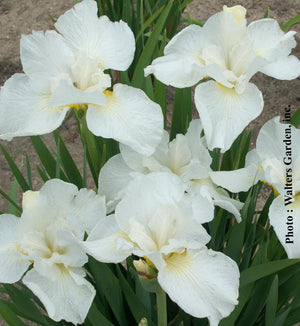 Iris sibirica 'Swans in Flight'