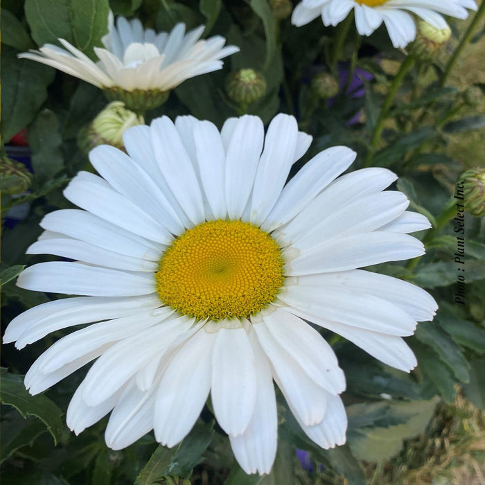 Leucanthemum 'Betsy'™