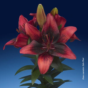 Lilium Lily Looks™ 'Tiny Shadow'