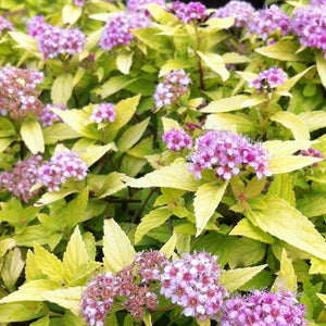 Spiraea x bumalda 'Gold Mound'