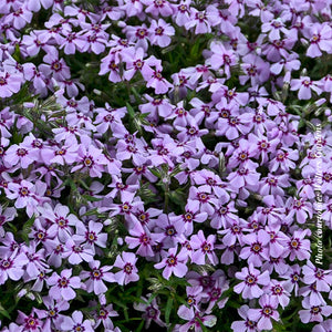 Phlox subulata 'Eye Candy'