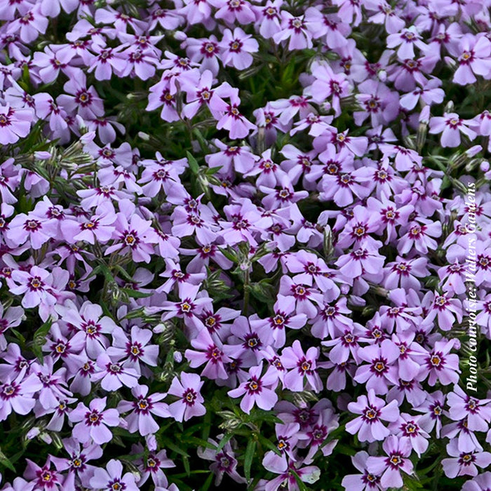 Phlox subulata 'Eye Candy'