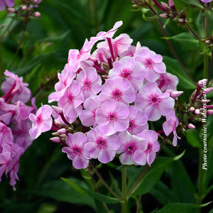 Phlox Garden Girls™ 'Uptown Girl'