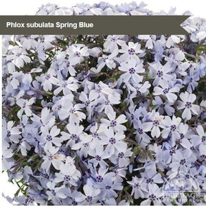 Phlox subulata Spring Blue