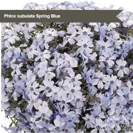 Phlox subulata Spring Blue